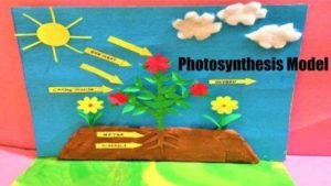 photosynthesis project model for school exhibition