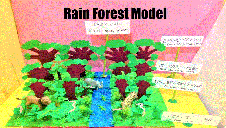 rain forest model