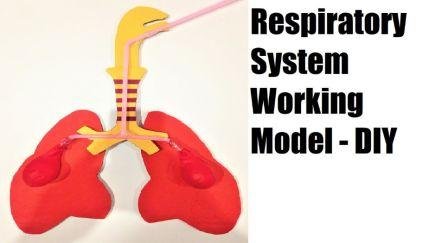 working model of respiratory system