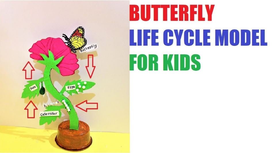 Download Butterfly Life Cycle Model For School Exhibition Diy School Project Working And Non Working Models For Science Exhibitions Or Science Fair