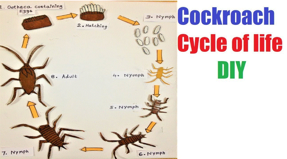 Life Cycle of a Cockroach Model for School science exhibition - DIY School  Project Working and Non Working Models for Science Exhibitions or Science  Fair