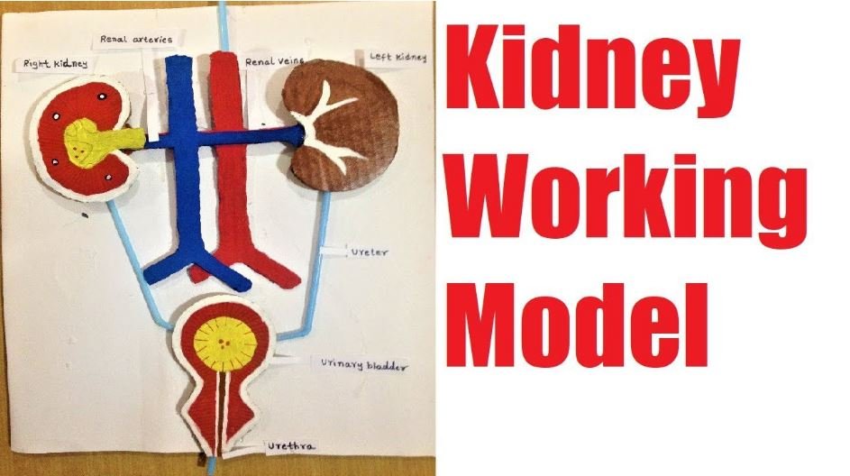 kidney working model for school science exhibition