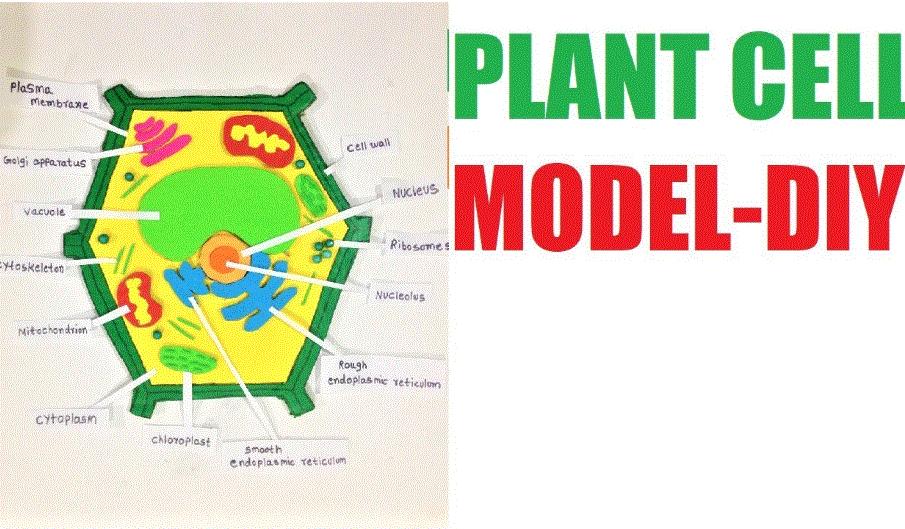 animal cell model project materials