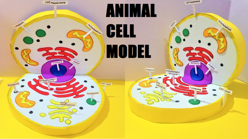 Animal cell model project for the school science exhibition or fair | DIY -  DIY School Project Working and Non Working Models for Science Exhibitions  or Science Fair