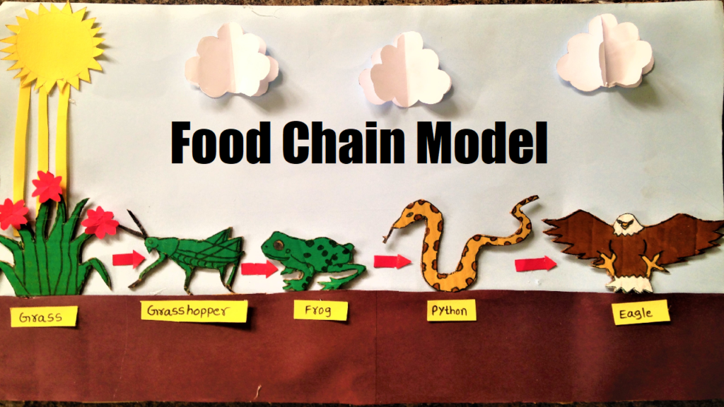 Food Chain Model