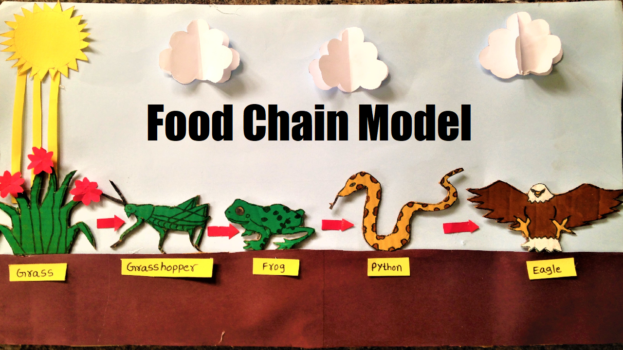 food-chain-model-grass-grasshopper-frog-python-eagle
