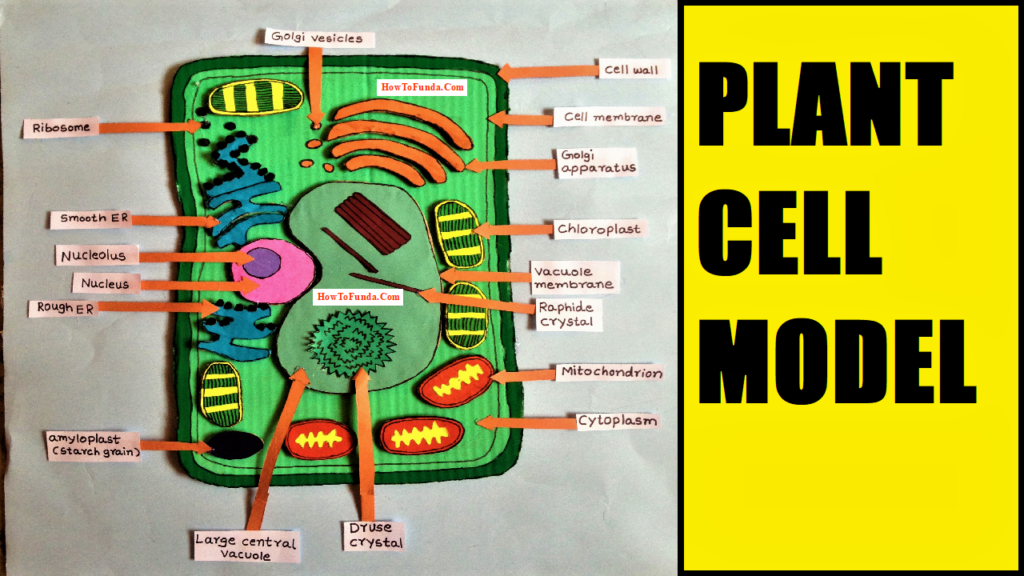 Plant Cell Model for School exhibition using cardboard