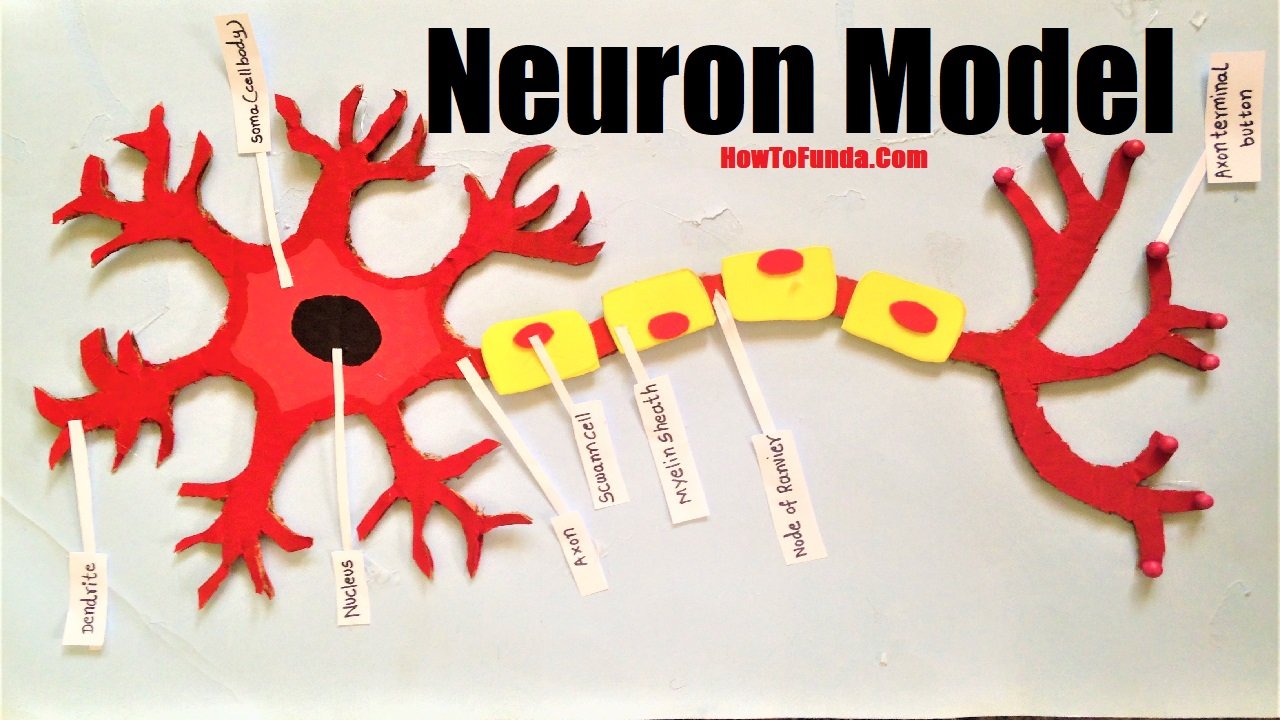 neuron-structure-model-project-for-school-science-exhibition