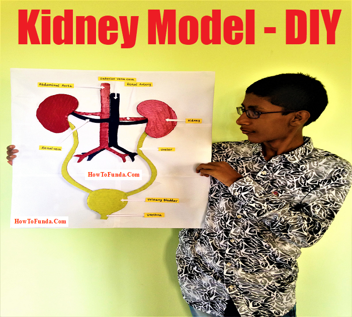 student showing the kidney model for school science exhibition