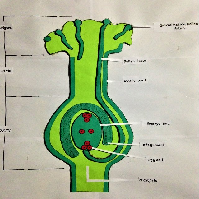 fertilisation in plants model