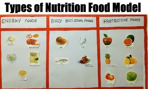 how-to-make-types-of-nutrition-food-model-for-school-science-exhibition