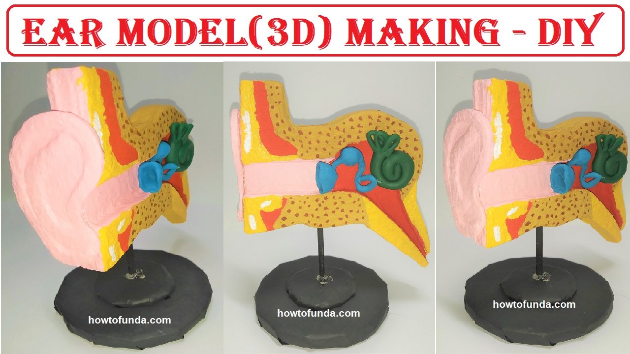 ear-model3d-making-science-project.jpg