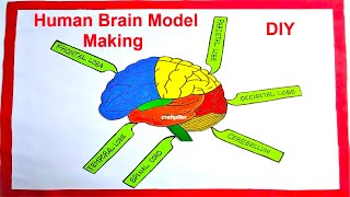 Human Brain Model Making Using Cardboard With Labels | DIY 