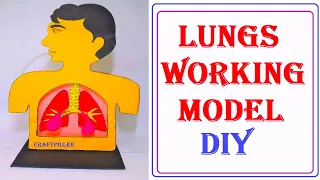 human respiratory system (lungs) working model science project using card board