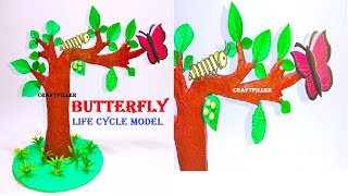 butterfly life cycle model making | science project | diy at home