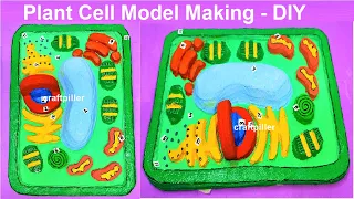 plant cell 3d model making using cardboard - new design - diy