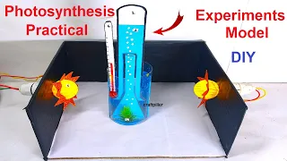 photosynthesis practical experiments model