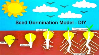 germination of seed model or plant model for science project