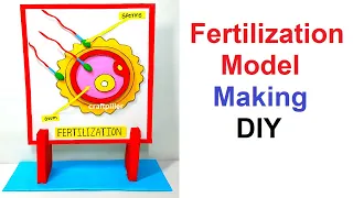 human fertilization model making science project diy