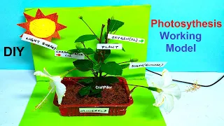 photosynthesis working model for science exhibition | diy