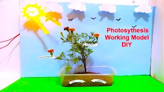 photosynthesis working model for science fair project