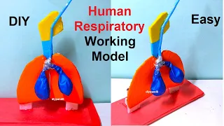 human respiratory system working model (lungs) simple for science fair or exhibition