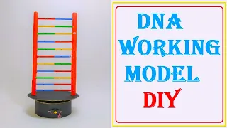 dna science project working model