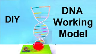 dna working model science project for science exhibition - diy