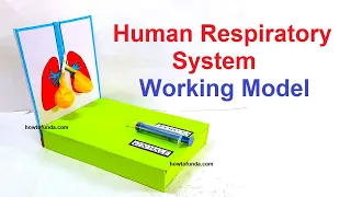 human respiratory system working model 3D for school science project - diy - lungs working