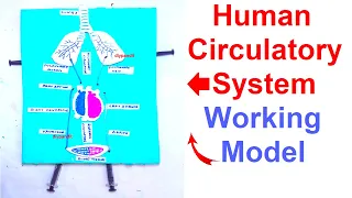 human circulatory system working model - science project - biology project - simple | DIY pandit