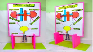 human kidney working model science project for exhibition