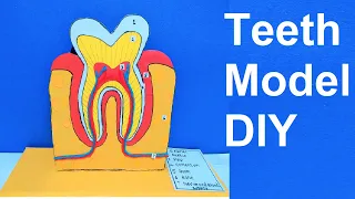 tooth structure model project