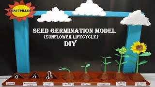 seed germination science project diy