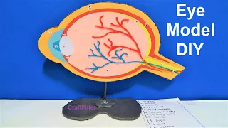 eye model project for school science fair