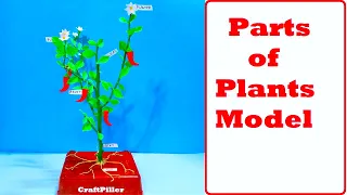 part of plants model for science exhibition project