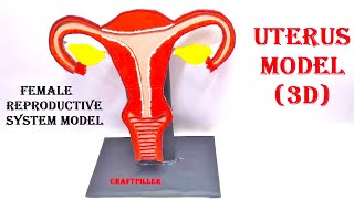 Female reproductive system model making (uterus model 3d)