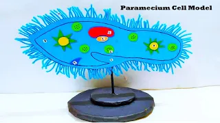 paramecium cell model for science project exhibition