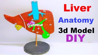 liver model anatomy science project using cardboard