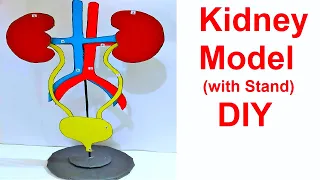 kidney model with stand for science fair exhibition project