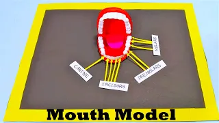 mouth - teeth model project diy at home