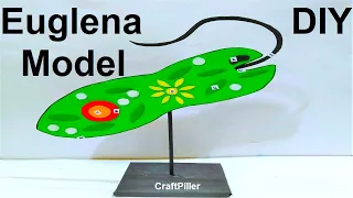 euglena model for science exhibition | biology project 