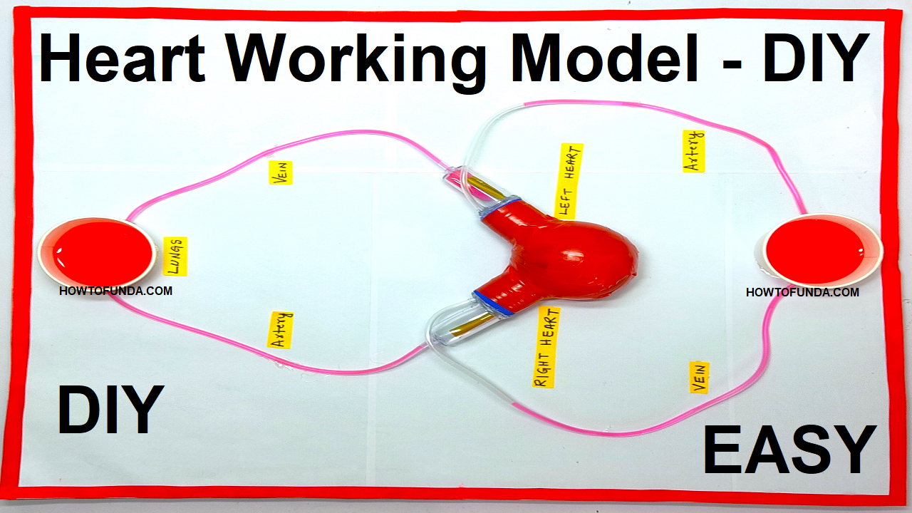 human heart working model