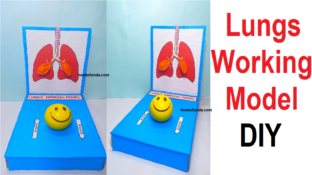 lungs-working-model-science-project