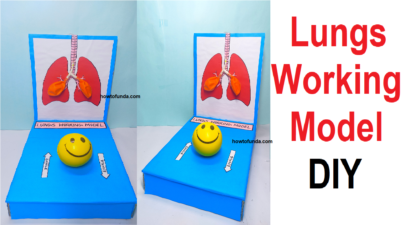 Lungs Working Model Science Project diy Simple East Respiratory 