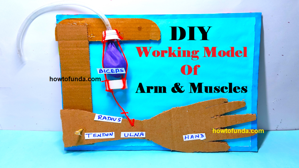 arm and muscles for science project