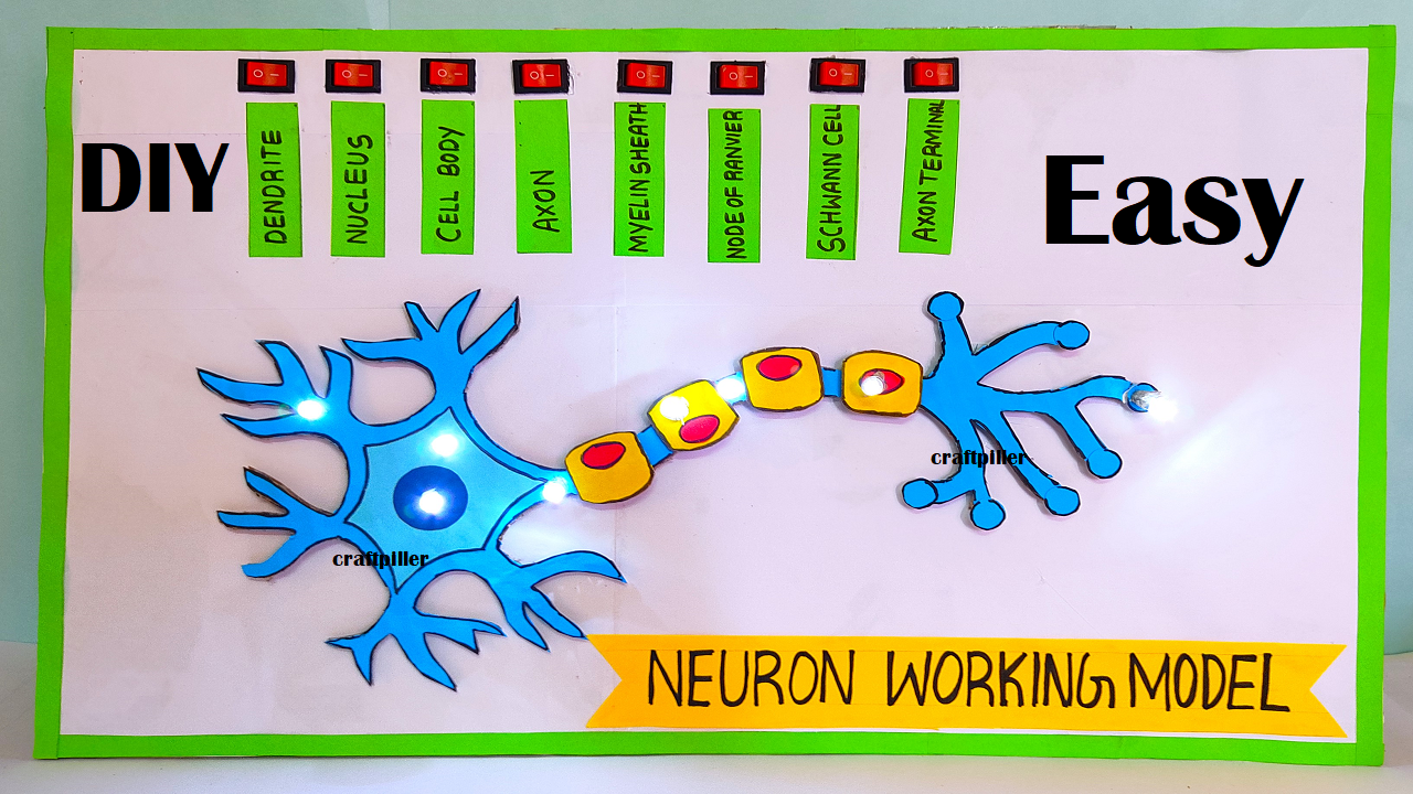 neuron working model science project for science exhibition - simple and easy
