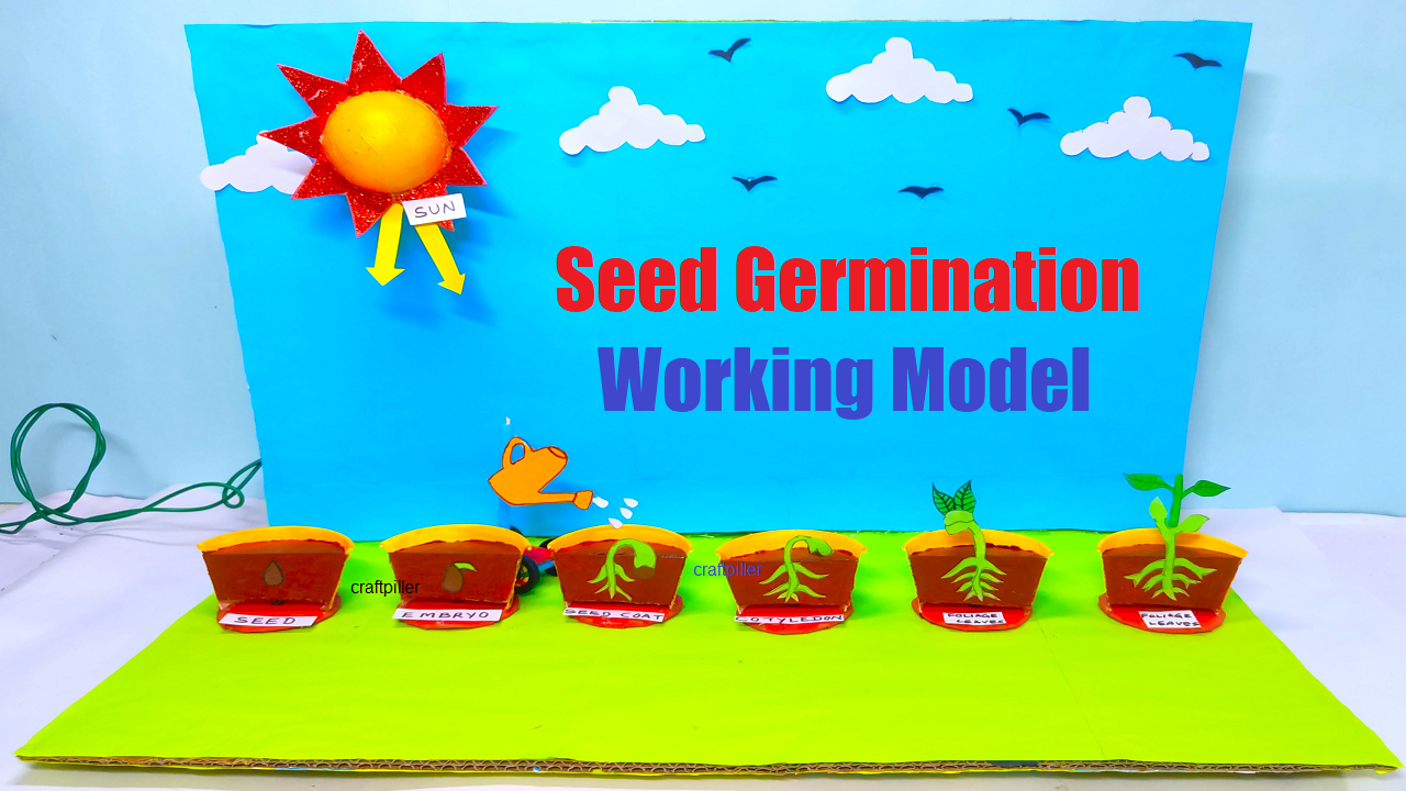 seed germination working model science project for exhibition