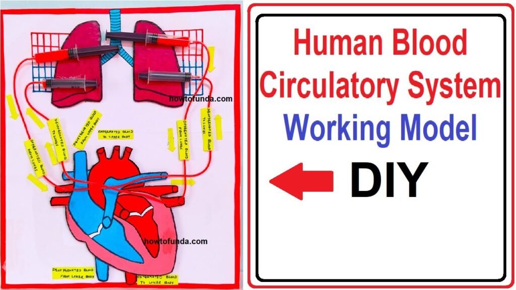 human-circulatory-working-model-using-the-syringes-biology-working-model-diy-simple-and-easy