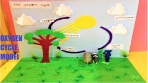 the oxygen cycle model for school exhibition project
