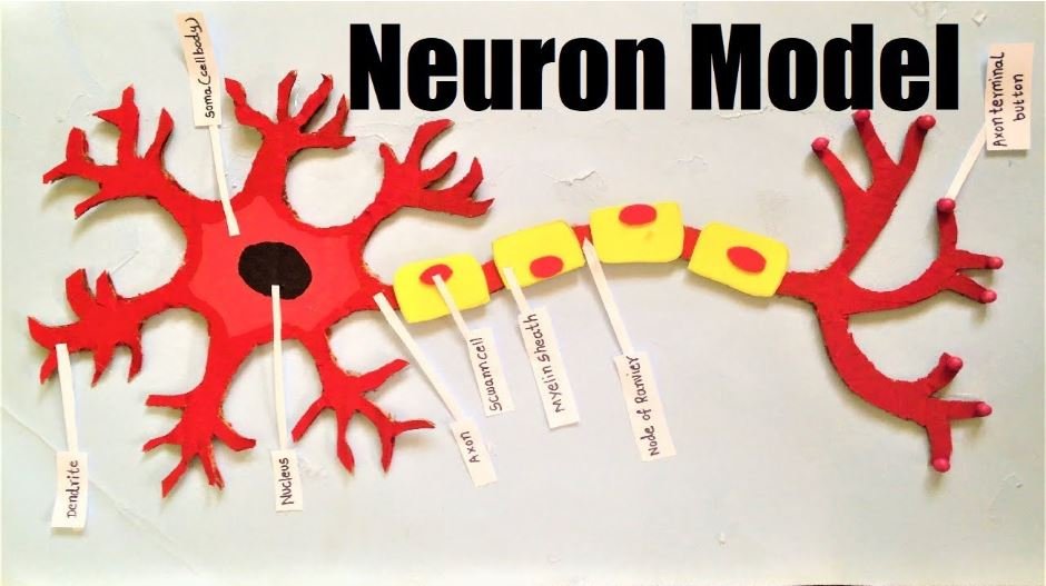 NEURON STRUCTURE MODEL